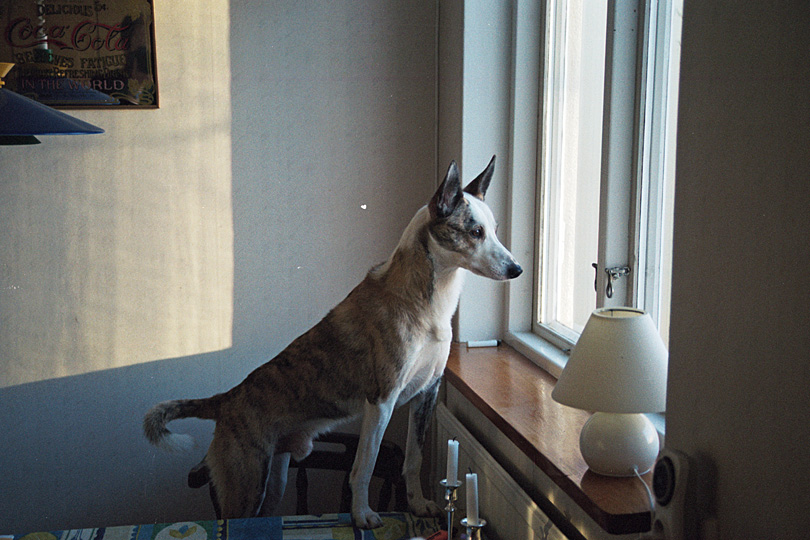 2003-sommaren_03.jpg - Sommaren 2003.